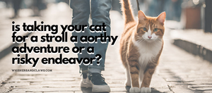 Is Taking Your Cat for a Stroll a Worthy Adventure or a Risky Endeavor?