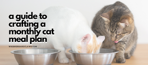 A Guide to Crafting a Monthly Cat Meal Plan