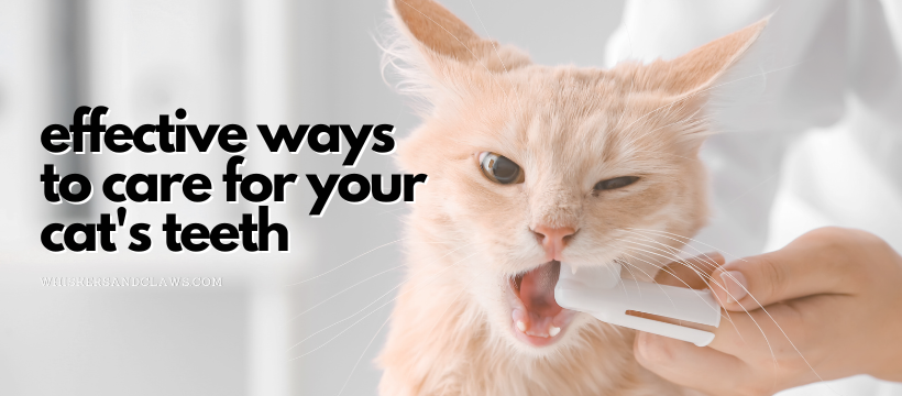 Effective Ways to Care for Your Cat's Teeth