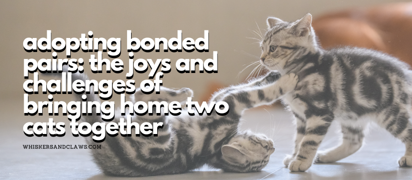 Adopting Bonded Pairs: The Joys and Challenges of Bringing Home Two Cats Together