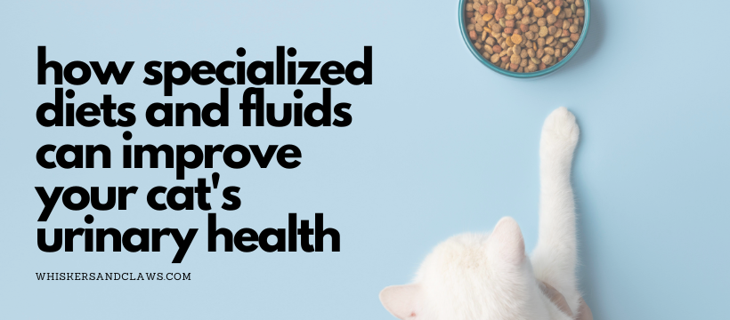 How Specialized Diets and Fluids Can Improve Your Cat's Urinary Health