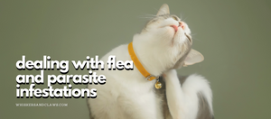 Dealing with Flea and Parasite Infestations