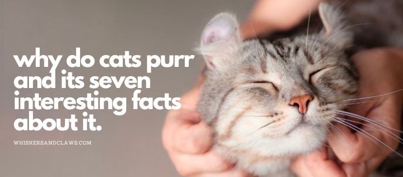 Why Do Cats Purr? – Whiskers & Claws