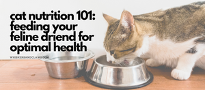 Cat Nutrition 101: Feeding Your Feline Friend for Optimal Health