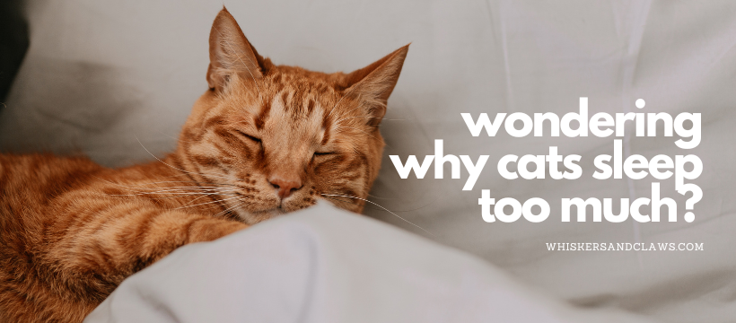 Wondering Why Cats Sleep So Much?