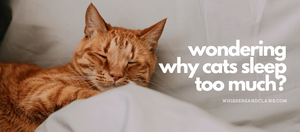 Wondering Why Cats Sleep So Much?