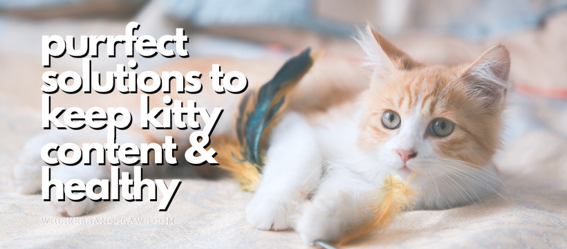 Purrfect Solutions to Keep Kitty Content & Healthy