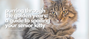 Purring Through the Golden Years: A Guide to Spoiling Your Senior Kitty