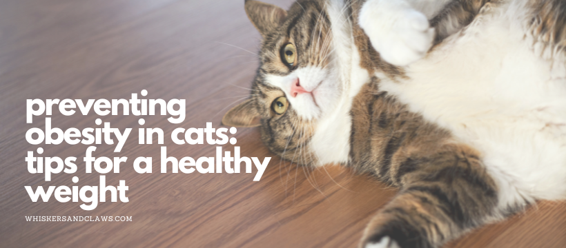 Preventing Obesity in Cats: Tips for a Healthy Weight