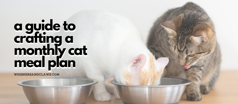 A Guide to Crafting a Monthly Cat Meal Plan