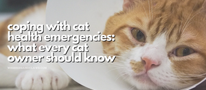 Coping with Cat Health Emergencies: What Every Cat Owner Should Know in 2023