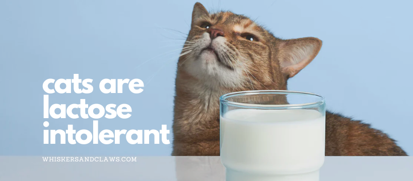 Beautiful view of Symptoms Of Cow Milk Intolerance In Cats