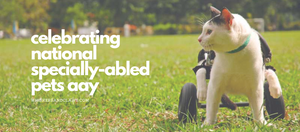 Celebrating National Specially-Abled Pets Day