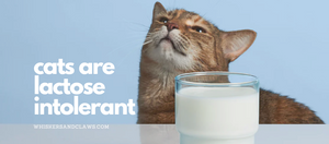 Cats are Lactose Intolerant
