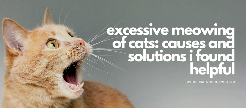 Excessive Meowing of Cats: Causes and Solutions I Found Helpful
