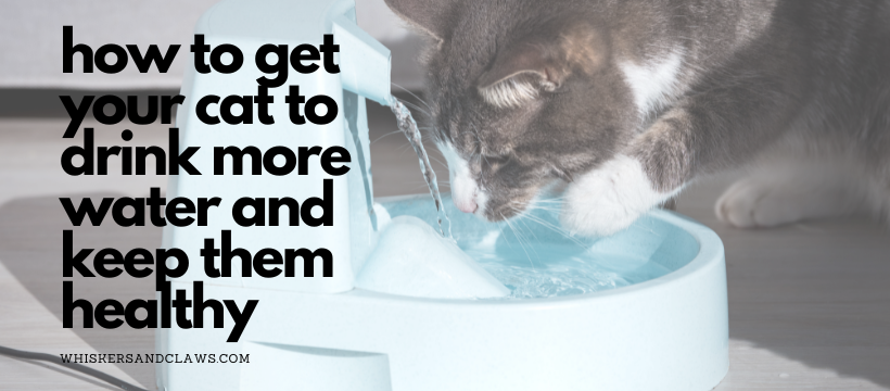 How to Get Your Cat to Drink More Water and Keep Them Healthy