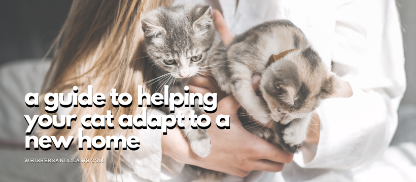 A Guide to Helping Your Cat Adapt to a New Home