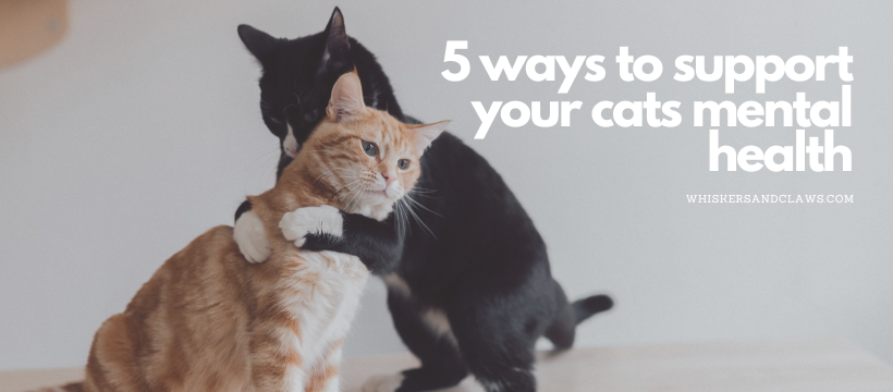 5 Ways to Support your Cats Mental Health – Whiskers & Claws