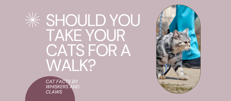 Should you take your cats for a walk?
