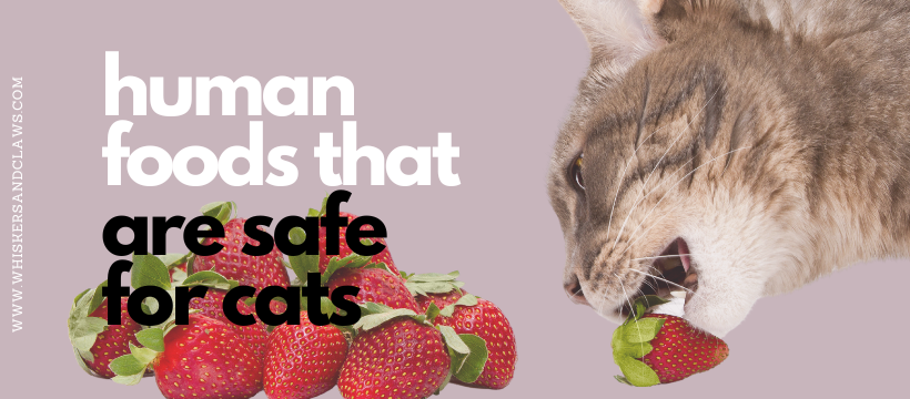 Human Foods That Are Safe for Cats