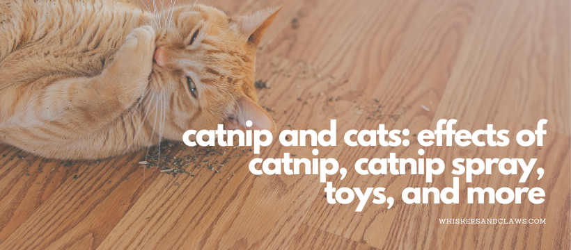 Catnip and Cats: Effects of Catnip, Catnip Spray, Toys, and More