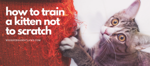 How to train a top kitten not to scratch