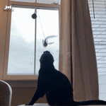 Flap N' Fly Bird Toy