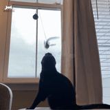 Flap N' Fly Bird Toy